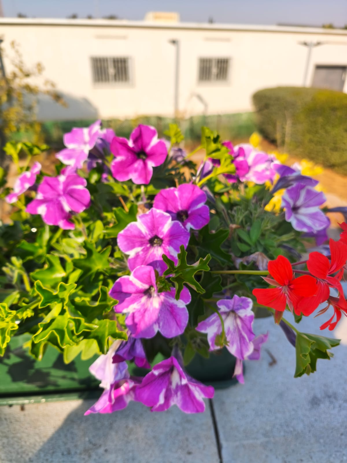 גינון מקצועי - אסף גינון - תחזוקת גינות ושתילה